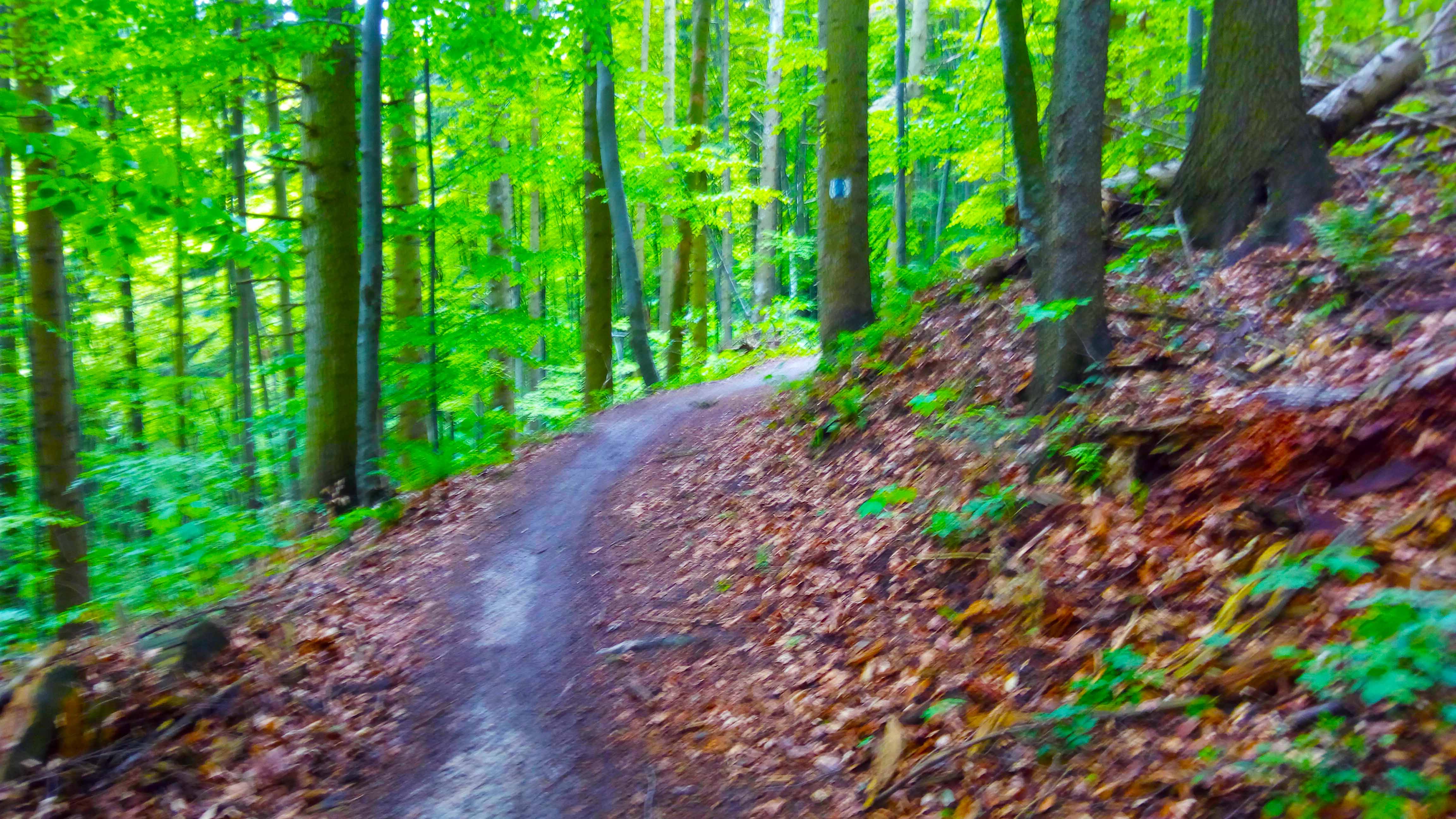 spre-poiana-brasov